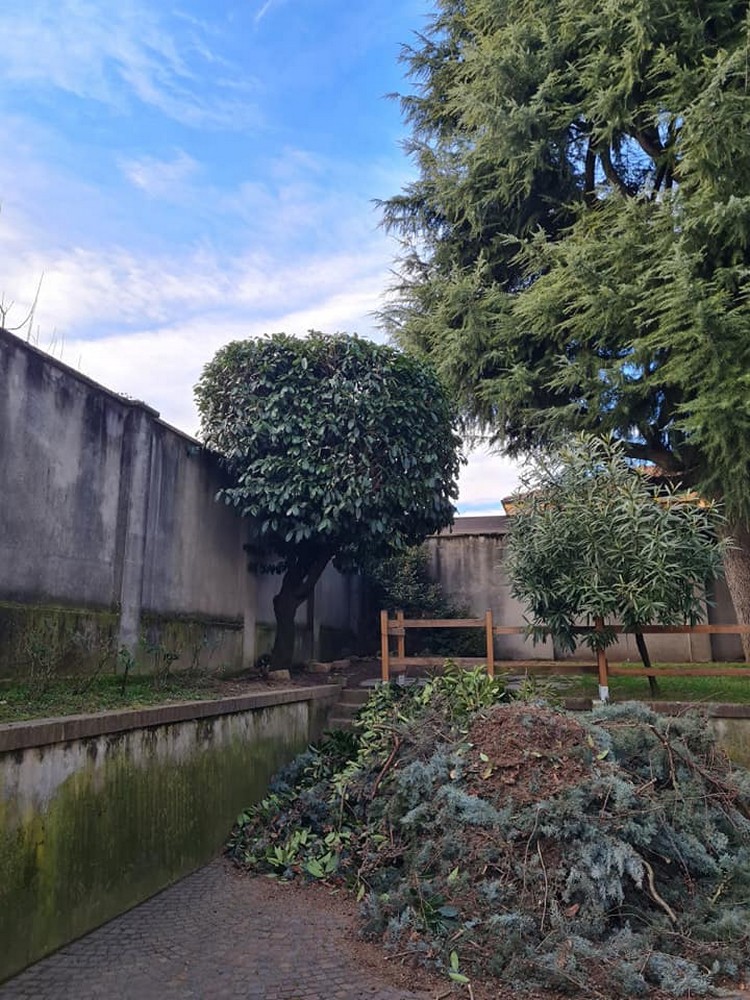 taglio-alto fusto-Paderno Dugnano-ideal-verde-200